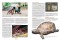 MARGINATA 39 - Großkopfschildkröten