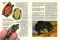MARGINATA 59 - Seychellen-Riesenschildkröten